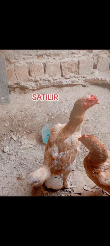 домик для кошек: Salam satılır qiymət 30 manat pul lazım olduğu üçün satıram isdiyen