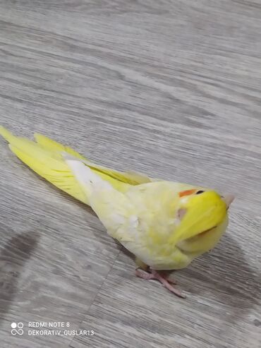 Tutuquşları: SALAM ENDİRİMLƏRƏ DAVAM. 💥🔥.HAZIR DANIŞAN QUŞLAR SATILIR!!!!!! Yaş — 11