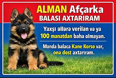 sibirski afcarka: Alman çoban iti, 3 ay, Dişi, Peyvəndli, Pulsuz çatdırılma, Ödənişli çatdırılma, Ünvandan götürmə — 1
