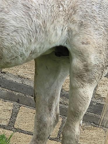 Atlar: Dişi, il: 7 — 23