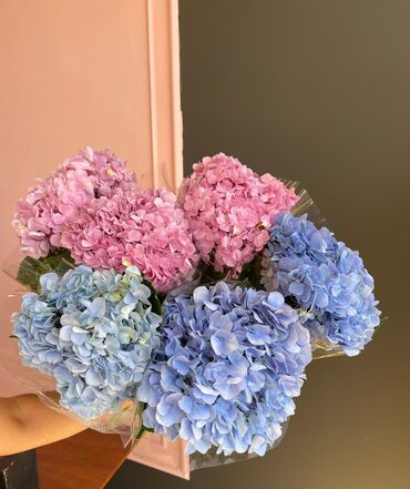 купить аквариум для рыбок недорого: Гортензии!!!
Цена: 320 сом штука 
Звонить!!!!!