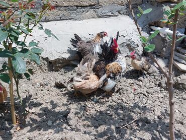 купить собаку в: Xoruz, il: <1, Ünvandan götürmə, Ödənişli çatdırılma