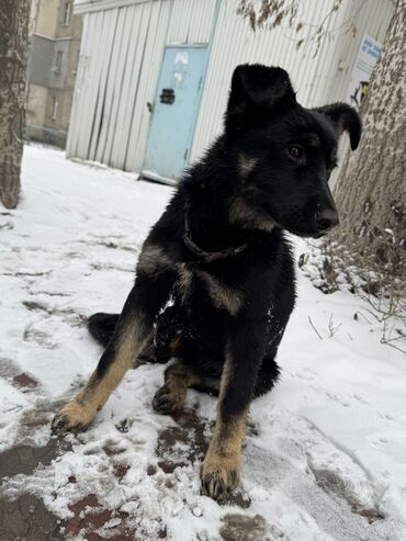 Отдам даром собаку: Собака даром: Дворняжка, 5 месяцев, Самка