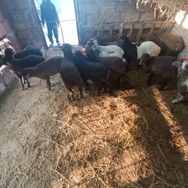 Quzu: Salam hervaxdız xeyir saxlamlıq quzularm cxdı satqa isdiyen elaqe — 12