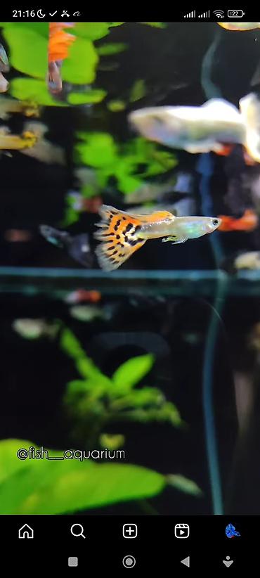 Аквариумы: Рыбки более 40 видов. Аквариумные рыбки. Рыба бишкек. Балык. Алтын — 8