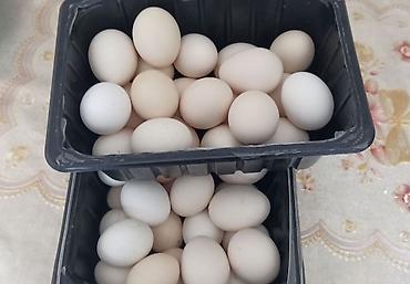 Птицы: Продам карликовых кур бемтамок, Китайский шелк: петушки и курочки — 15