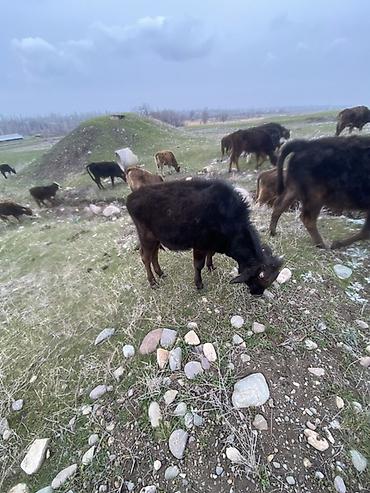 Коровы, быки: Продаю | Бык (самец) | Полукровка | Для разведения — 5