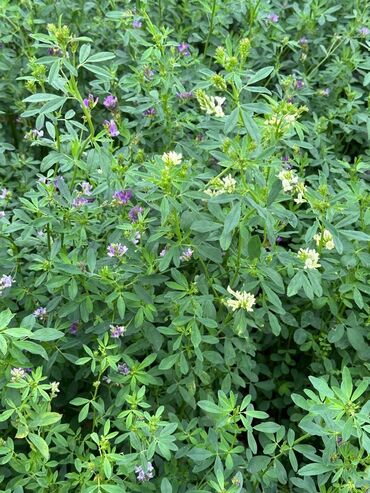 Кормовые растения: Семена кормовых растений: Эспарцет, Самовывоз, Платная доставка — 12