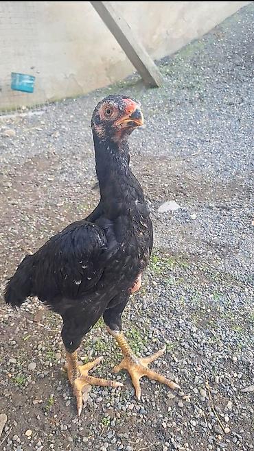balaca cucə: Orginal O Şamo beçə 2ay 13 günlük duruş baş dimdik cinsini deyir — 1