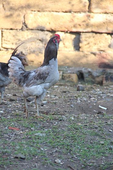 K/t heyvanları və malları: Xoruz, il: <1, Ödənişli çatdırılma, Ünvandan götürmə — 2