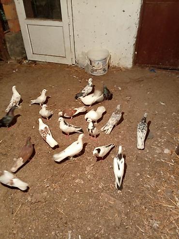 Göyərçinlər: Kom şekilde sahiblendirilir — 12