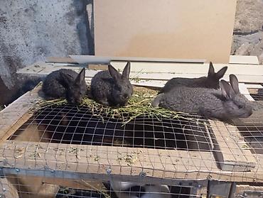 Dovşanlar: Məhsul: Dovşanlar (ana və balaları) Təsvir: - Şəkillərdə böyük ağ — 8