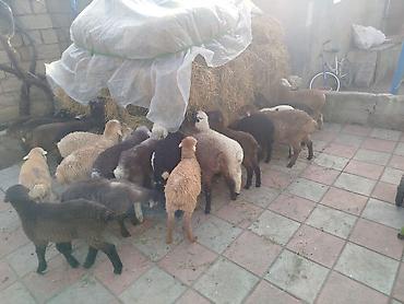 Quzu: Qoyun quzuları satılır – 22 quzudu kom 175 lə tek tek seçib götürən -da lalafo.az — 3 Quzu: Qoyun quzuları satılır – 22 quzudu kom 175 lə tek tek seçib götürən — 3