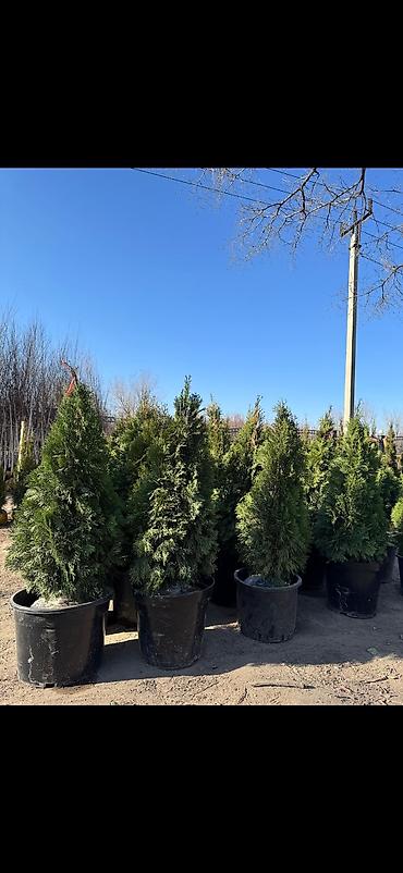 Декоративные деревья: Саженцы деревьев: Берёзы — 13