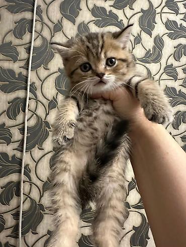 Pişiklər: Tabbi — 2