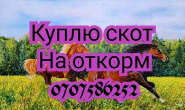 купить страуса цена: Куплю | Коровы, быки, Лошади, кони | На откорм, Круглосуточно, Самовывоз