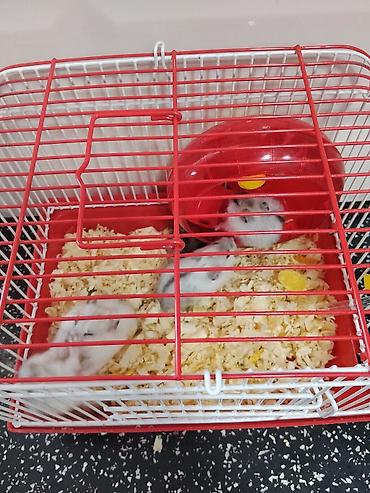Зоотовары: Cırtdan hamsterlər – qəfəs və aksesuarları ilə Məhsul təsviri: - — 2
