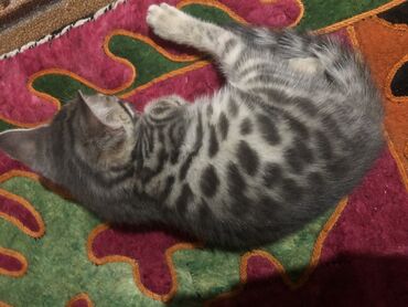 мышыктар ош: Продаю котенка 2,5 месяца (мальчик) порода Бенгалмама чистокровная