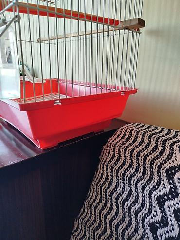 Heyvanlar: Qırmızı-ağ quş qəfəsi - Material: metal barmaqlıqlar, plastik altlıq — 5