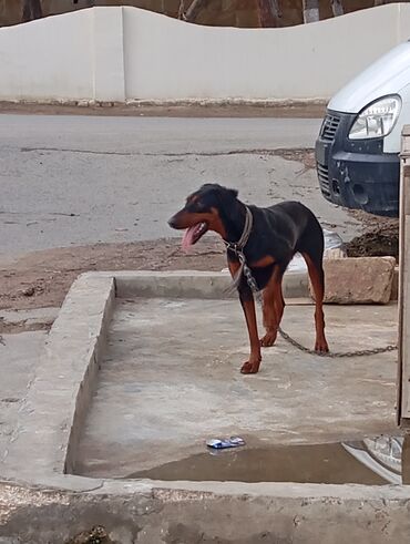 İtlər: Doberman, 3 ay, Dişi