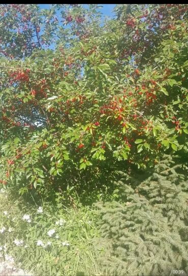 Продажа домов: Дом, 700 м², 5 комнат, Собственник, Евроремонт — 9