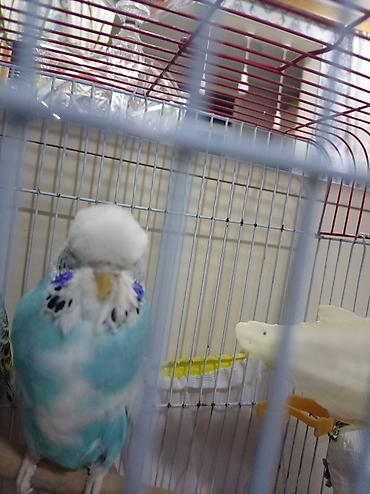 qus xana: Növ: Dalmatin/ingilis tipli dalğalı tutuquşu (bølgepapuqay) – mavi-ağ — 4