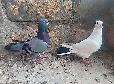 ordək balası və cucə: Gorduyunuz heyvanlar satılır hazır cute dusubler qaraquyrug 2 gundu — 1