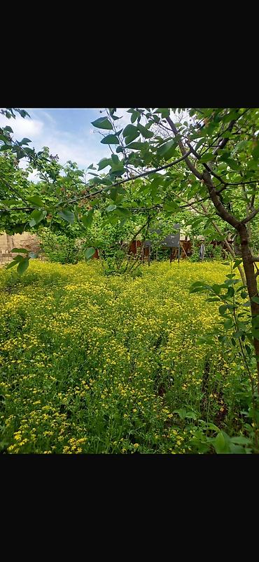 Torpaq sahələrinin satışı: 8 sot, Tikinti, Mülkiyyətçi, Kupça (Çıxarış) — 13