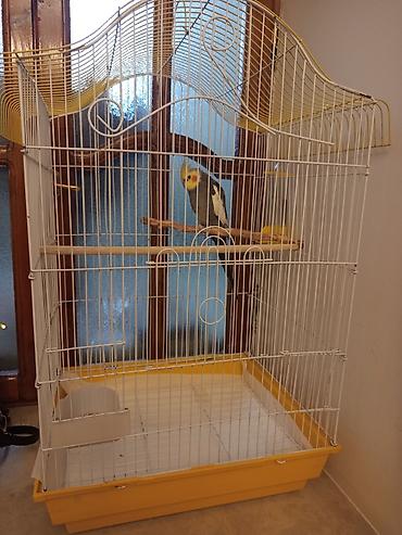 quş qefes: Nimfa (cockatiel) tutuquşu və qəfəs dəsti - Növ: Nimfa tutuquşu — 1