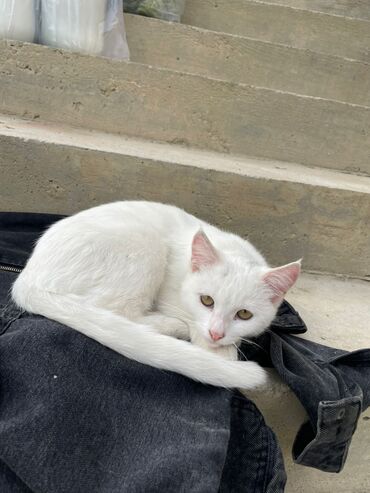 Pişiklər: Türk anqora -da lalafo.az — 15 Pişiklər: Türk anqora — 15