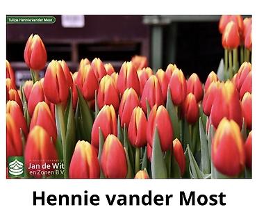 Букеты из живых цветов: Тюльпаны От 130сом за шт Чем больше шт тем больше скидка at lalafo.kg — 5 Букеты из живых цветов: Тюльпаны От 130сом за шт Чем больше шт тем больше скидка — 5