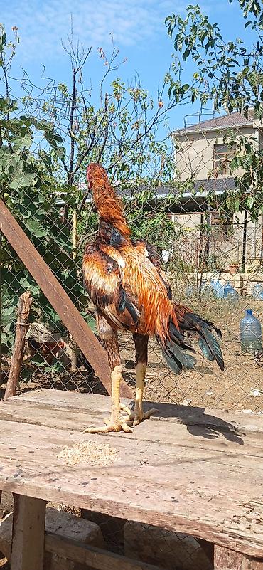 Xoruz, Brazil, il: 1, Ünvandan götürmə