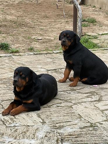 rotveli: Rotveyler, 2 il, Erkək, Peyvəndli, Ünvandan götürmə — 2