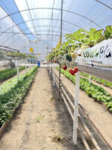 Другой готовый бизнес: Готовый бизнес. Теплица — 8