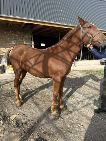 домики для хомяков купить: Сатам | Бээ (ургаачы) | Аргын | Жумушка | Асыл тукумдуу