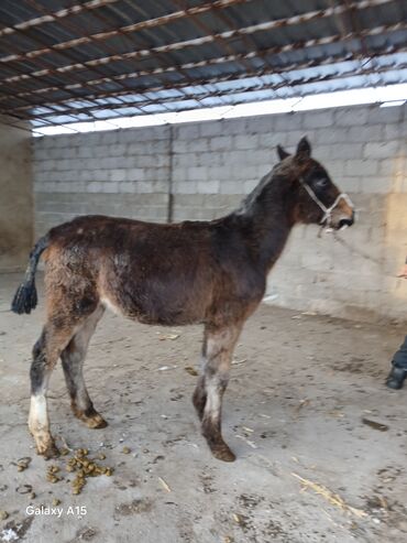 Другие с/х животные: ТАЙЛАР сатылат баасы 58 000 сом денсоолугу зынк at lalafo.kg — 2 Другие с/х животные: ТАЙЛАР сатылат баасы 58 000 сом денсоолугу зынк — 2
