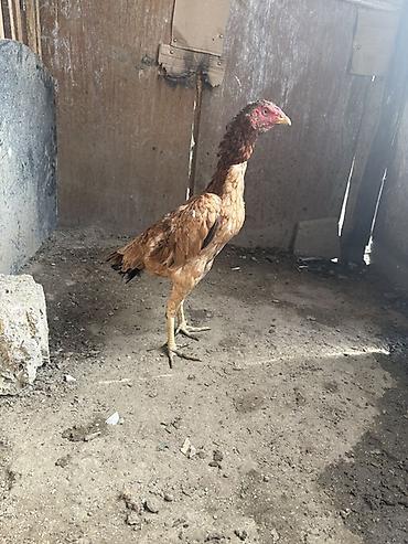 beca xoruz: Salam heyrati fərə satılır 10 aylığdı 
Cinsi yapon brazil — 2