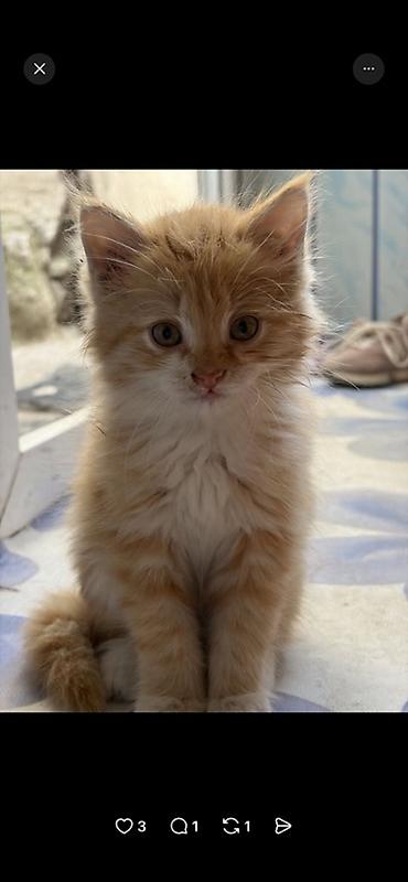 Мышыктар: Дворовая кошка родила 2 котят. Им около 1,5 месяца кушают все что дают — 1
