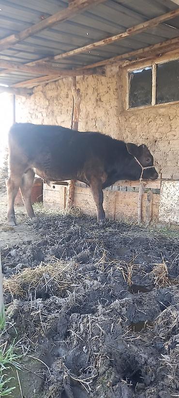 Коровы, быки: Продаю | Бык (самец) | Швицкая — 5