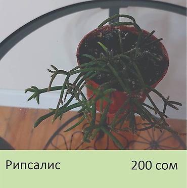 аглаонемы: Комнатные растения. Цена на фото.
Забирать в Чон-Арыке — 7
