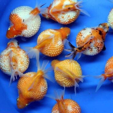 Akvariumlar: PinponBalaları satılır. Topdan götürmək istəyən olsa razılaşa bilərik