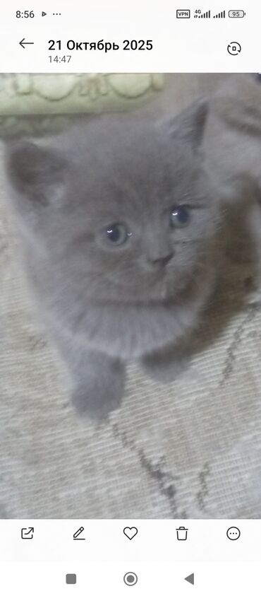 контейнер для животных: Продается шатландский мальчик г ош