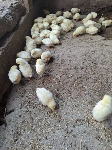 живая курица: Месячные курочки несушки,без петухов,провакцинированны.Им 1,5