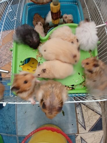 Gəmiricilər: Angora növ xamyak hemstr mehriban növüdür dişləmirlər uzun tükləri — 12