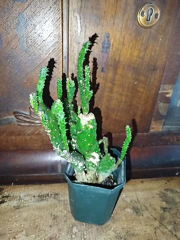 Кактусы: Комнатные растения – суккуленты и кактусы (несколько видов) — 2