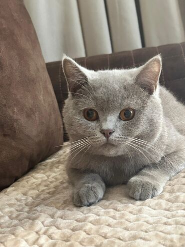 отдам кошку в хорошие руки: Britan, Erkək, Yaxşı əllərə, Ödənişli çatdırılma