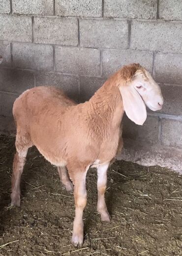 продаю музоо торпок корова самка бык самец айрширская ангус алатауская на забой для разведения на откорм племенные нетель привязанные: Продаю | Баран (самец) | Арашан | Для разведения | Осеменитель