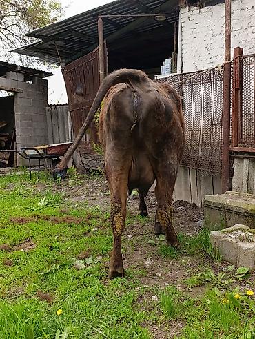 Коровы, быки: Продаю | Корова (самка) — 18