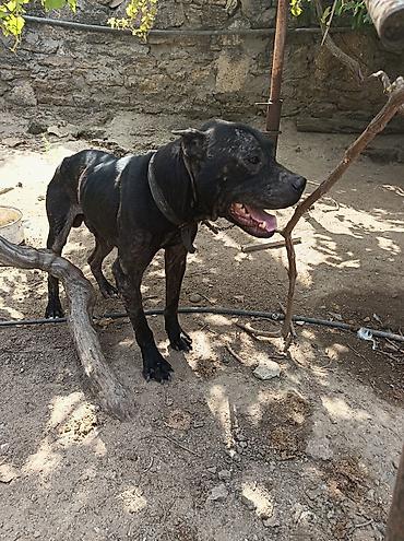 pitbull satılır: Pitbul, 2 ay, Dişi — 4