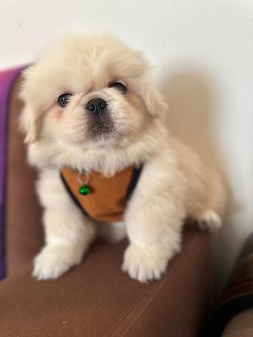 İtlər: Pekines, 1 ay, Erkek — 13